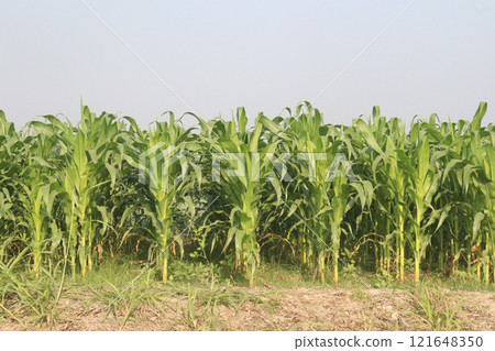 maize also called corn on farm for harvest maize also called corn on farm for harvest 121648350