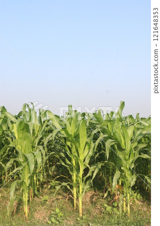 maize also called corn on farm for harvest maize also called corn on farm for harvest 121648353