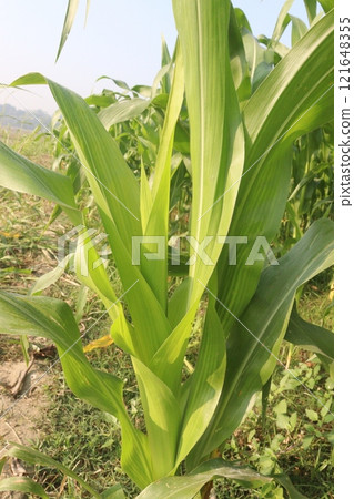 maize also called corn on farm for harvest maize also called corn on farm for harvest 121648355