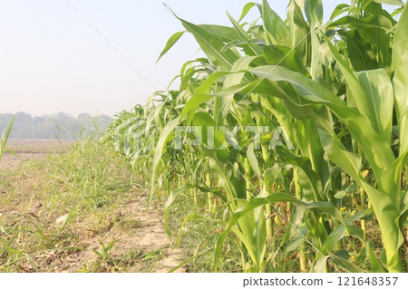 maize also called corn on farm for harvest maize also called corn on farm for harvest 121648357