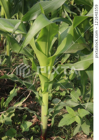 maize also called corn on farm for harvest maize also called corn on farm for harvest 121648359