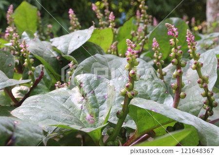 Malabar spinach flower on farm for harvesting 121648367