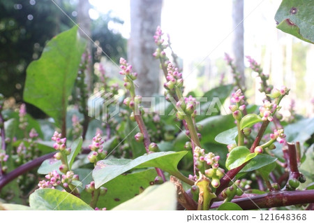 Malabar spinach flower on farm for harvesting 121648368