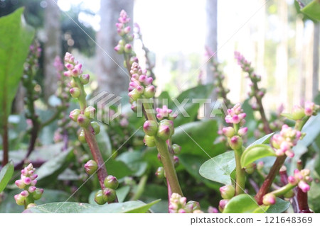 Malabar spinach flower on farm for harvesting 121648369