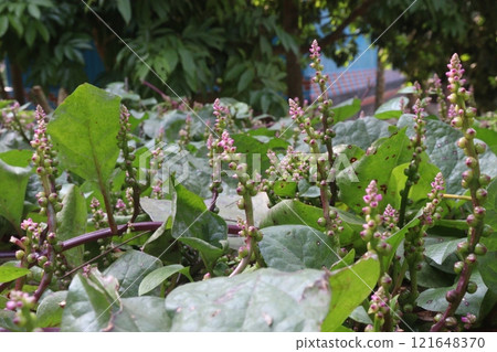 Malabar spinach flower on farm for harvesting 121648370