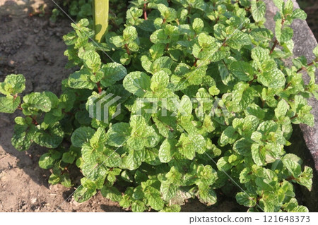mint leaf spice plant on pot 121648373