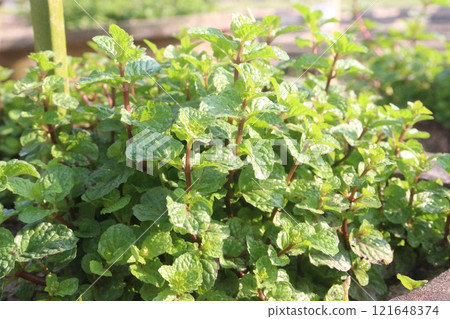 mint leaf spice plant on pot mint leaf spice plant on pot 121648374