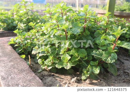 mint leaf spice plant on pot mint leaf spice plant on pot 121648375
