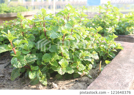 mint leaf spice plant on pot 121648376