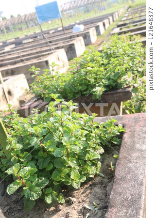 mint leaf spice plant on pot mint leaf spice plant on pot 121648377