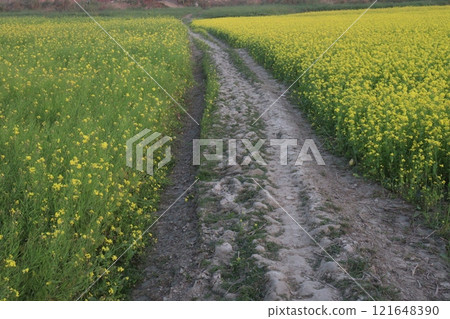 mustard farm on field for harvest are cash crops mustard farm on field for harvest are cash crops 121648390