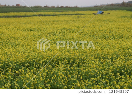 mustard farm on field for harvest are cash crops mustard farm on field for harvest are cash crops 121648397