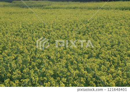 mustard farm on field for harvest are cash crops mustard farm on field for harvest are cash crops 121648401