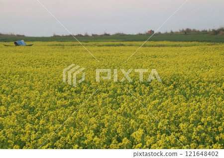mustard farm on field for harvest are cash crops mustard farm on field for harvest are cash crops 121648402