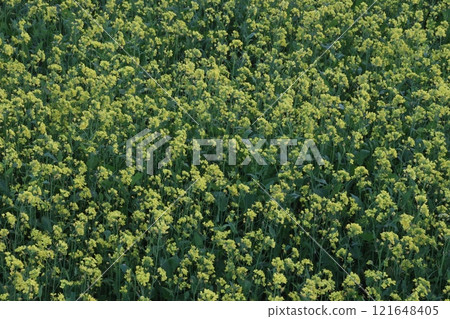 mustard farm on field for harvest are cash crops mustard farm on field for harvest are cash crops 121648405
