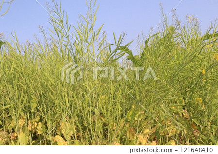 mustard farm on field for harvest are cash crops mustard farm on field for harvest are cash crops 121648410