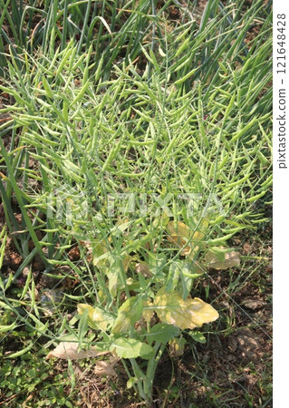 mustard farm on field for harvest are cash crops mustard farm on field for harvest are cash crops 121648428