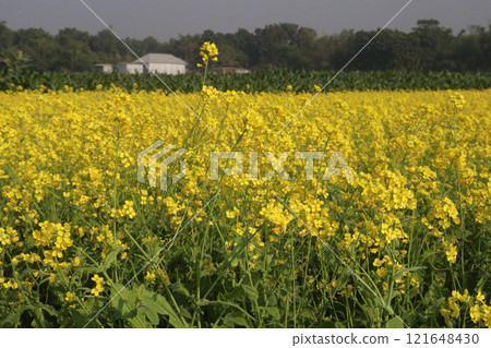 mustard farm on field for harvest are cash crops mustard farm on field for harvest are cash crops 121648430