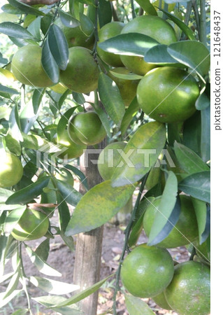 The Nanfengmiju fruit on tree in farm The Nanfengmiju fruit on tree in farm 121648437