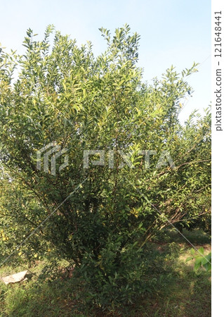 The Nanfengmiju fruit on tree in farm 121648441