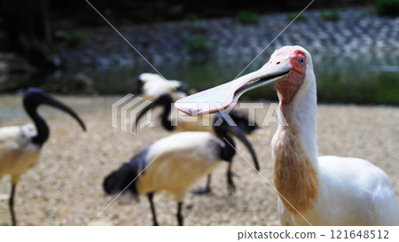 非洲琵鷺與非洲黑鹮主題樂園 非洲琵鷺與非洲黑鹮主題樂園 121648512