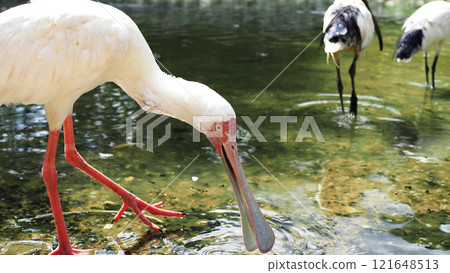 African Spoonbill and African Sacred Ibis Theme Park African Spoonbill and African Sacred Ibis Theme Park 121648513