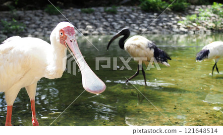 African Spoonbill and African Sacred Ibis Theme Park African Spoonbill and African Sacred Ibis Theme Park 121648514