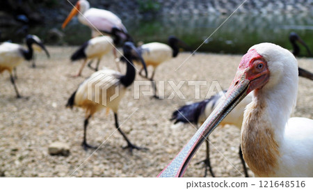 African Spoonbill and African Sacred Ibis Theme Park African Spoonbill and African Sacred Ibis Theme Park 121648516