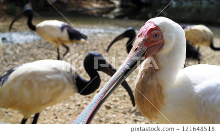 African Spoonbill and African Sacred Ibis Theme Park African Spoonbill and African Sacred Ibis Theme Park 121648518