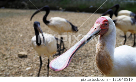 非洲琵鷺與非洲黑鹮主題樂園 非洲琵鷺與非洲黑鹮主題樂園 121648519