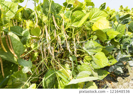 Close-up of adzuki pods growing in the farmland of Wandan, Pingtung, Taiwan. 121648536