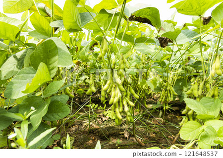 Close-up of edamame pods growing in the farmland of Wandan, Pingtung, Taiwan. 121648537