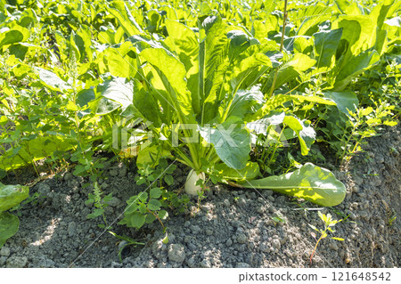Close-up of ripe White Jade Radishes are growing in the fields in Meinong of Kaohsiung, Taiwan. Close-up of ripe White Jade Radishes are growing in the fields in Meinong of Kaohsiung, Taiwan. 121648542