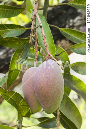 Close-up of the mango fruits on the mango tree in Tainan, Taiwan.  121648639