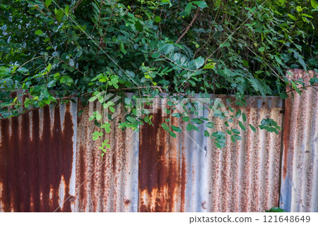 Rusty zinc wall with green leaves of tree at Thai house 121648649