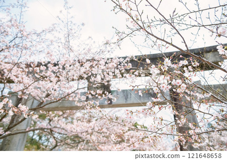 White sakura blossom at torii gate in Homangu Kamado shrine, Dazaifu 121648658