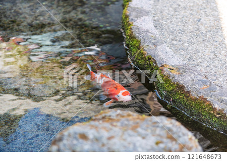 Coforful carp fish swim at water passage of roadside, Shimabara 121648673