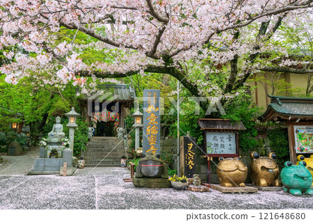 Nyoirinji Temple with frog statue and white sakura full bloom, Ogori 121648680