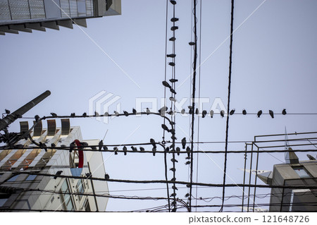 電線和鳥群 電線和鳥群 121648726