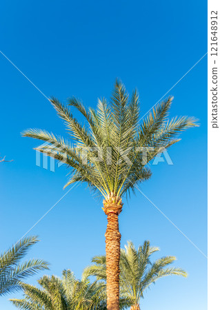 Palm tree with green leaves on blue background Palm tree with green leaves on blue background 121648912