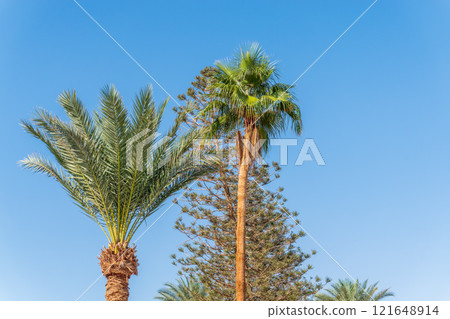 Palm tree with green leaves on blue background 121648914