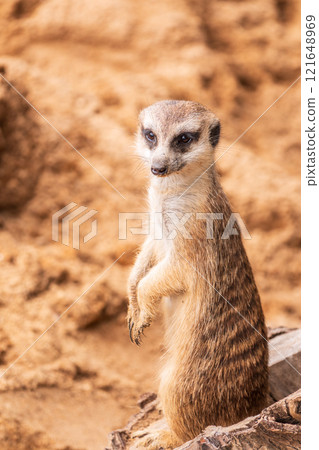 Meerkat, Suricata suricatta, on hind legs. Portrait of meerkat standing on hind legs with alert expression. Portrait of a funny meerkat sitting on its hind legs. 121648969