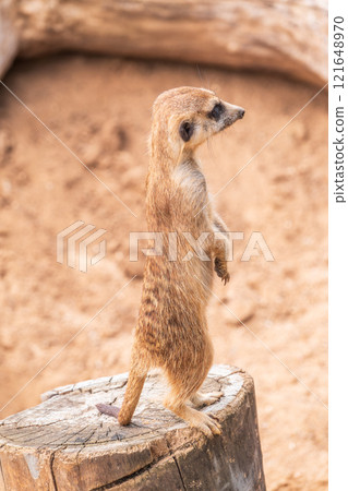 Meerkat, Suricata suricatta, on hind legs. Portrait of meerkat standing on hind legs with alert expression. Portrait of a funny meerkat sitting on its hind legs. Meerkat, Suricata suricatta, on hind legs. Portrait of meerkat standing on hind legs with alert expression. Portrait of a funny meerkat sitting on its hind legs. 121648970