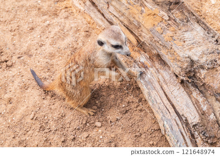 Meerkat suricatta family wildlife picture. 121648974