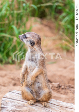 Meerkat, Suricata suricatta, on hind legs. Portrait of meerkat standing on hind legs with alert expression. Portrait of a funny meerkat sitting on its hind legs. 121648980