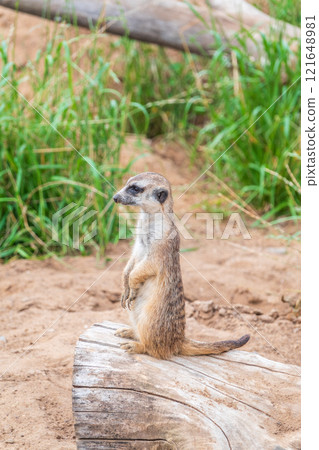 Meerkat, Suricata suricatta, on hind legs. Portrait of meerkat standing on hind legs with alert expression. Portrait of a funny meerkat sitting on its hind legs. 121648981