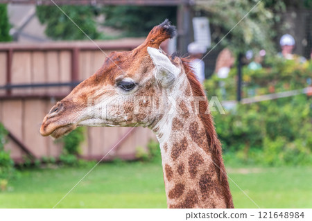 Close-up giraffe head on green leaves background Close-up giraffe head on green leaves background 121648984