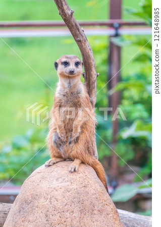 Meerkat, Suricata suricatta, on hind legs. Portrait of meerkat standing on hind legs with alert expression. Portrait of a funny meerkat sitting on its hind legs. Meerkat, Suricata suricatta, on hind legs. Portrait of meerkat standing on hind legs with alert expression. Portrait of a funny meerkat sitting on its hind legs. 121648985