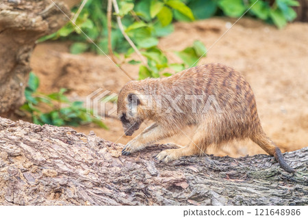 Meerkat suricatta family wildlife picture. 121648986