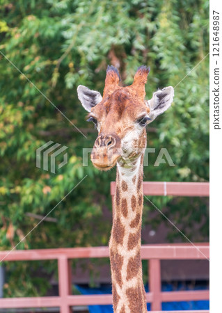 Close-up giraffe head on green leaves background Close-up giraffe head on green leaves background 121648987